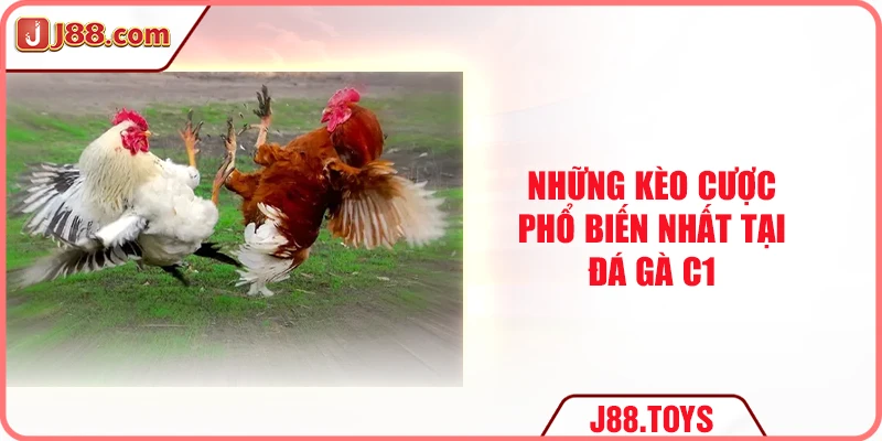 Những kèo cược phổ biến nhất tại đá gà C1